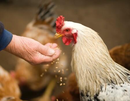 Making your own quality chicken feed at home to save on costs