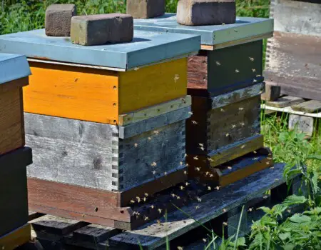 Langstoth bee hives in an apairy