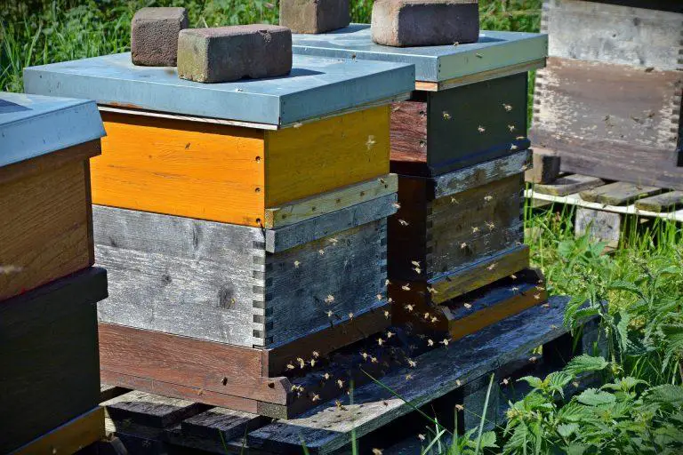 Where is the best place to setup my apiary?