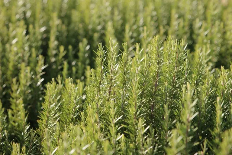 The complete guide to growing rosemary for home use and for profit
