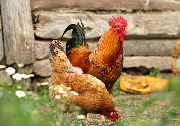 Vaccination schedule for Kienyeji chicken for 2023 [Download]