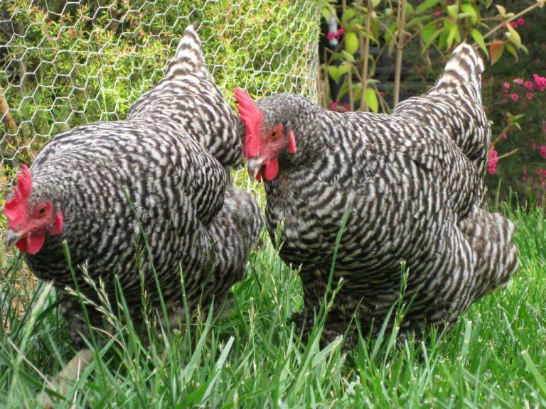 Kuroiler Chicken Breed information and management