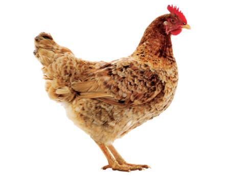 Picture of kenbro Chicken (Mixed Color)