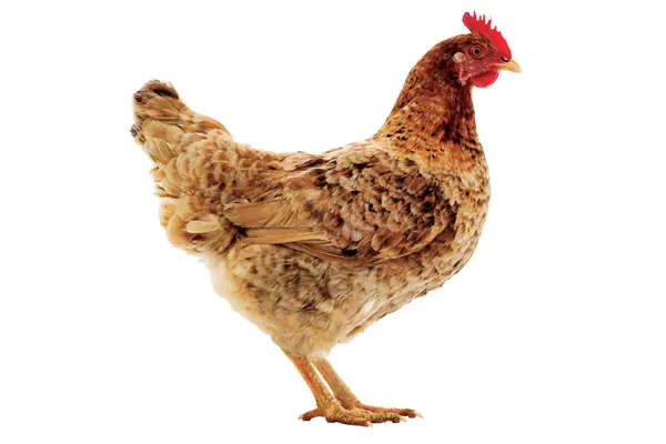 Picture of kenbro Chicken (Mixed Color)