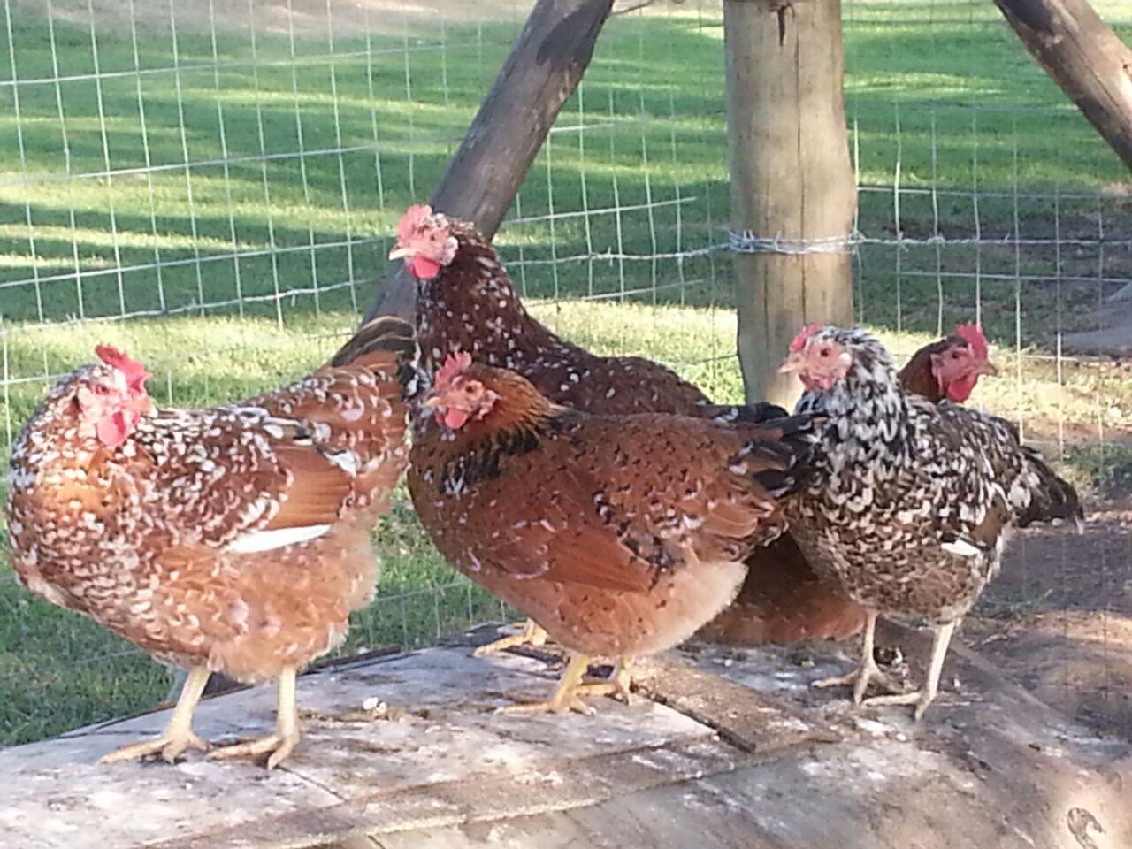 Boschveld Indigenous Chicken Breed Information and management.