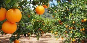 How to start sweet orange farming. 