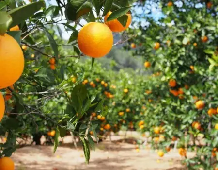 How to start sweet orange farming.