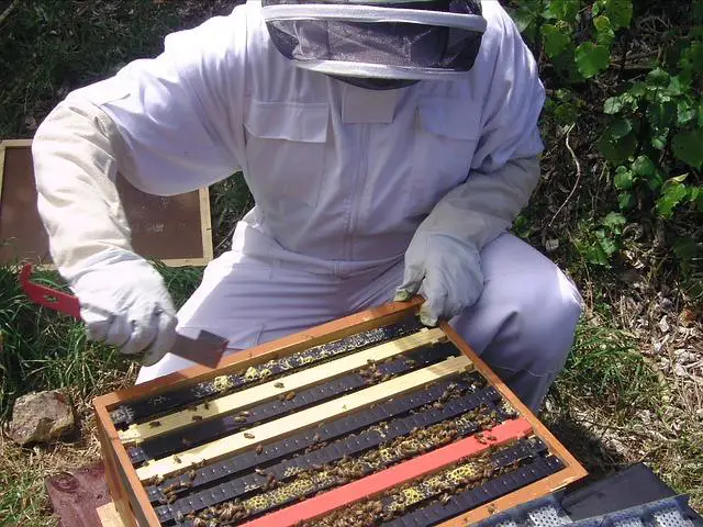 Beginners Guide to Modern Beekeeping