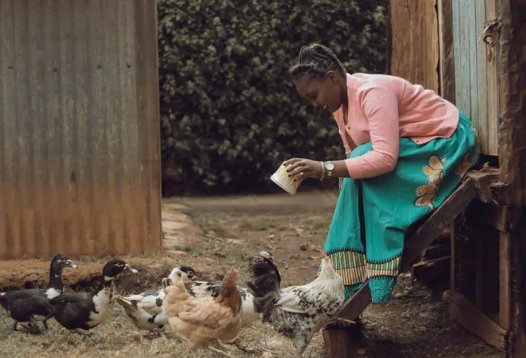 How to Start Profitable Kienyeji Chicken Farming in Kenya. Download FREE Business Plan