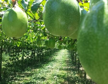 Passion Fruit Orchard