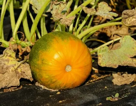 Pumpkin Farming in Kenya