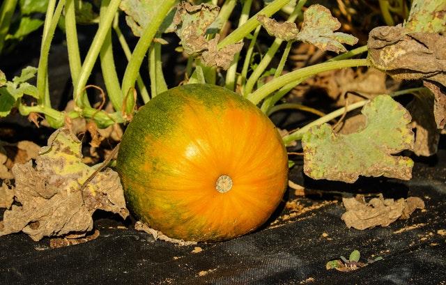 Guide to Pumpkin Farming in Kenya