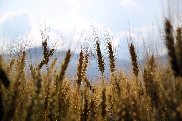 Wheat Farming in Kenya