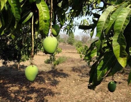 Mango Farming in Kenya
