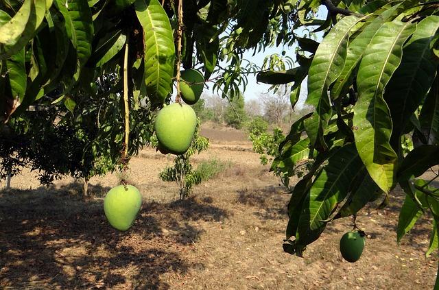 Mango Farming in Kenya