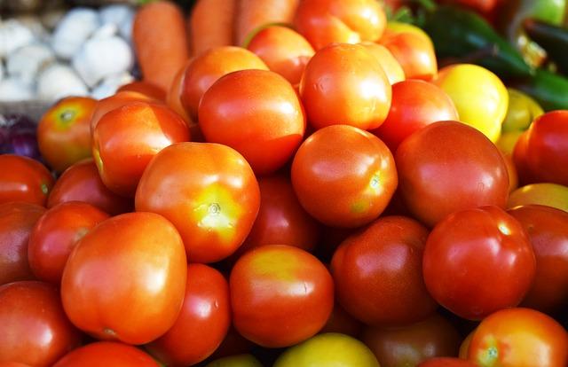 Complete Guide to Open Field Tomato Farming