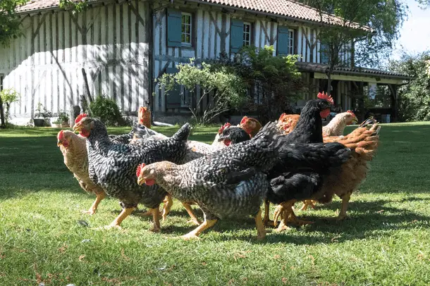 Sasso Chicken Breeds Details and Management Information
