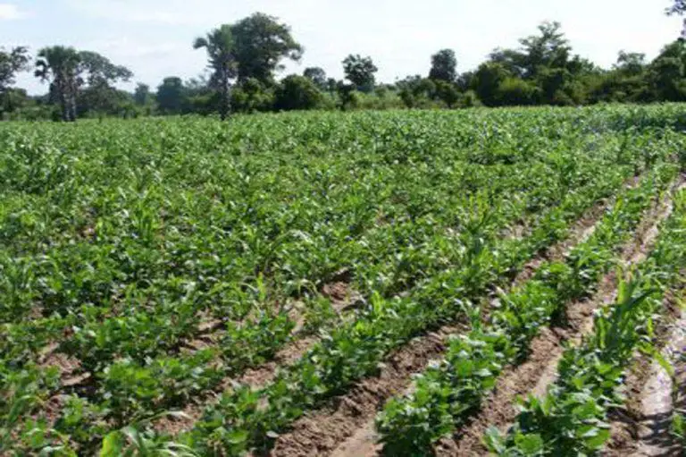 Kunde (Cowpea) Vegetable Farming in Kenya