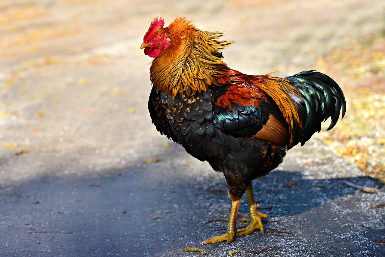 Poultry Diseases and Cures