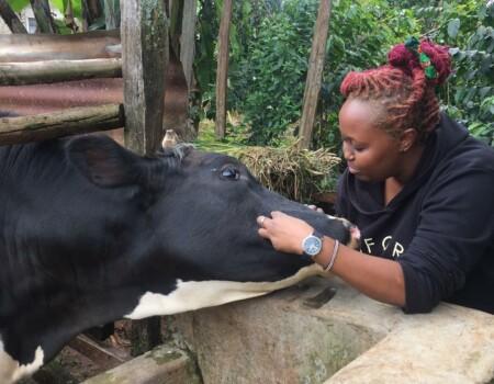 Dairy Cow Farming in Kenya