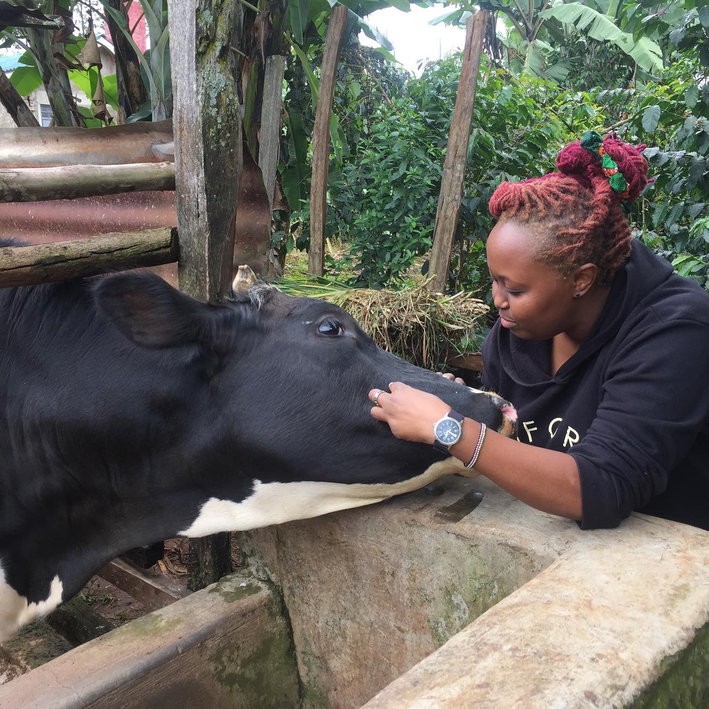 Dairy Cow Farming in Kenya