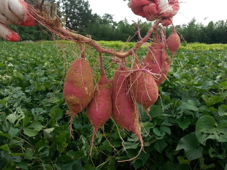 The Complete Guide to Sweet Potato Farming